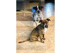 Adopt Chuy a Brindle American Pit Bull Terrier / American Staffordshire Terrier