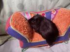 Adopt Amanito a Guinea Pig