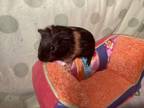 Adopt Portobello a Guinea Pig