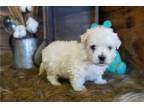 Havamalt Puppy for sale in Springfield, MO, USA