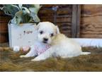 Havamalt Puppy for sale in Springfield, MO, USA