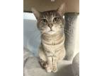 Adopt Ferdinand a Domestic Short Hair