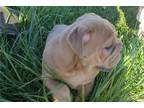 Bulldog Puppy for sale in Springfield, MO, USA