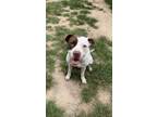 Adopt Cleo a American Pit Bull Terrier / Mixed dog in Athens, TX (38551820)