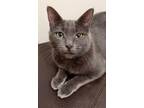 Adopt Naomi a Gray or Blue Domestic Shorthair / Domestic Shorthair / Mixed cat
