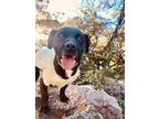 Adopt Bobby a Labrador Retriever