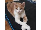 Adopt Pumpkin a White Domestic Shorthair / Mixed cat in East Smithfield
