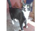 Adopt Squeek a Black & White or Tuxedo Domestic Shorthair / Mixed (short coat)