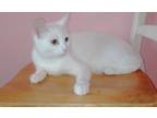 Adopt Marie a White Domestic Shorthair / Mixed (short coat) cat in Portland