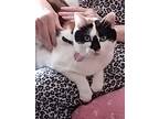 Adopt Princess a Calico or Dilute Calico Calico / Mixed (short coat) cat in