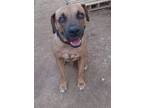 Adopt Clifford a Mixed Breed