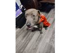 Adopt George a Gray/Silver/Salt & Pepper - with White American Pit Bull Terrier