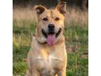 Adopt Trosky a Husky, American Staffordshire Terrier