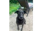 Adopt Jack a Black Mixed Breed (Large) / Mixed dog in Oklahoma City