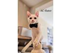 Adopt AC Slater a White Domestic Shorthair cat in Calimesa, CA (38328187)