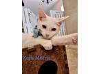 Adopt Zack Morris a White Domestic Shorthair cat in Calimesa, CA (38328188)