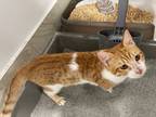 Adopt Stalone- 6 months old a Egyptian Mau