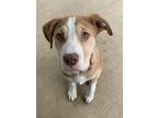 Adopt Atlas a Labrador Retriever, American Staffordshire Terrier