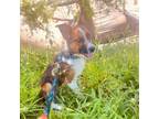 Adopt Zapps a Basenji, Mixed Breed