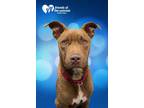Adopt Hopper a American Staffordshire Terrier, Labrador Retriever