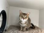 Adopt Emily a Brown Tabby Domestic Shorthair (short coat) cat in CLEVELAND
