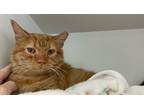 Adopt Dunn a Orange or Red Tabby Domestic Shorthair (short coat) cat in