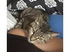 Adopt Phoebe a Brown Tabby Tabby (short coat) cat in Bentonville, AR (38488525)