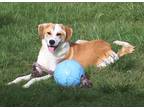 Adopt FREYA a Red/Golden/Orange/Chestnut - with White Great Pyrenees /