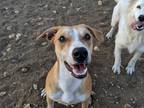 Adopt Merrick a Brown/Chocolate Labrador Retriever / Mixed dog in Florence
