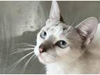 Adopt Beth a White (Mostly) Siamese (short coat) cat in Spring, TX (38525818)