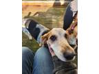 Adopt Maxus -- Bonded with Phoebe! a Basset Hound, Australian Cattle Dog / Blue