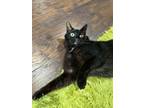 Adopt Salem (FIV+) (1 yr) a Domestic Short Hair