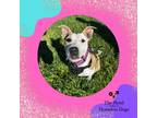 Adopt Miley a White - with Tan, Yellow or Fawn Pit Bull Terrier / Mixed dog in