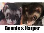 Adopt Bonnie and Harper a Sable Ferret small animal in Phoenix, AZ (38355005)