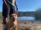 Adopt Nola ( Darla) a Tan/Yellow/Fawn Vizsla / Mixed dog in Escondido