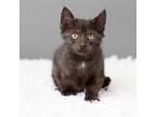 Adopt Lil’ Jojo a All Black Domestic Shorthair / Mixed cat in Minneapolis