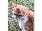 Adopt Avery a Orange or Red Turkish Angora / Mixed (medium coat) cat in San