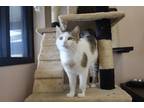 Adopt Foona-Lagoona Baboona a Domestic Shorthair / Mixed (short coat) cat in