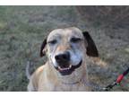 Adopt Audie a Brindle Catahoula Leopard Dog dog in Lone Oak, TX (35268658)