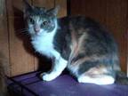 Adopt Cali a Calico or Dilute Calico Domestic Mediumhair / Mixed cat in Lone