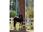 Dark Bay OTTB Gelding