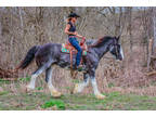 Big Pretty Black Roan Purebred Clydesdale Mare, Rides and Drives, Gentle