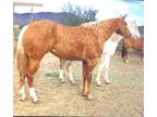 Registered American quarter horse