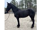 Friesian Percheron mare