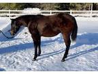 Reining / cow horse aqua colt