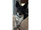 Adopt Higgins a Black Australian Cattle Dog / Mixed dog in Friendship