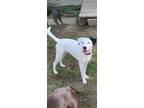 Adopt Saran a White - with Black Border Collie / Terrier (Unknown Type