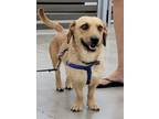 Adopt Bret a Tan/Yellow/Fawn Rat Terrier / Dachshund dog in Kelowna