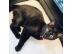 Adopt Bubba a All Black Domestic Shorthair / Mixed cat in Tuscaloosa