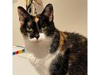 Adopt Jalapeno a Calico or Dilute Calico Domestic Shorthair / Mixed cat in